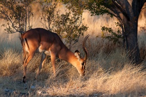 Aepyceros melampus (Impala)