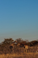 Giraffa camelopardalis (Girafe)