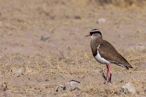 Vanellus coronatus (Vanneau couronné)