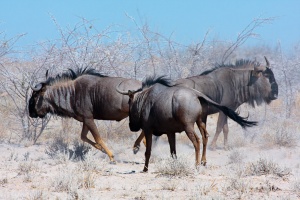 Connochaetes taurinus (Gnou bleu)