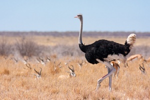 Struthio camelus (Autruche d'Afrique)