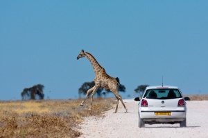 Giraffa camelopardalis (Girafe)