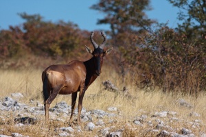 Alcelaphus buselaphus (Bubale roux)