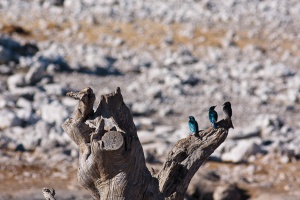 Dicrurus adsimilis (Drongo brillant), Lamprotornis nitens (Choucador à épaulettes rouges)