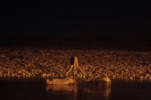 Diceros bicornis (Rhinocéros noir), Giraffa camelopardalis (Girafe)