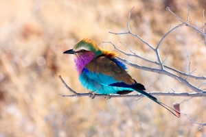 Coracias caudatus (Rollier à longs brins)