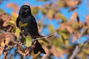 Dicrurus adsimilis (Drongo brillant)