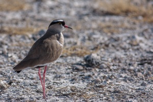 Vanellus coronatus (Vanneau couronné)