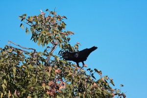 Corvus capensis (Corneille du Cap)