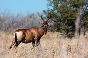 Alcelaphus buselaphus (Bubale roux)