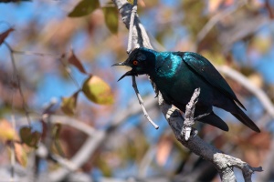 Lamprotornis nitens