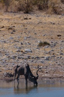 Tragelaphus strepsiceros (Grand koudou)