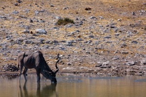 Tragelaphus strepsiceros (Grand koudou)