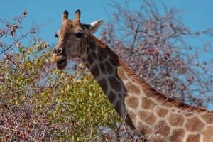 Giraffa camelopardalis (Girafe)