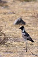 Vanellus armatus (Vanneau armé)