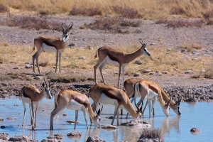 Antidorcas marsupialis (Springbok), Canis mesomelas (Chacal à chabraque)