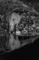 Ceratotherium simum (Rhinocéros blanc)