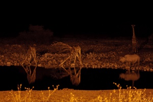 Diceros bicornis (Rhinocéros noir), Giraffa camelopardalis (Girafe)