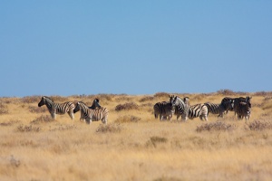 Equus quagga (Zèbre de plaine), Panthera leo (Lion)