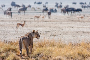 Panthera leo (Lion)