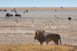 Panthera leo (Lion)