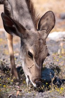 Tragelaphus strepsiceros (Grand koudou)