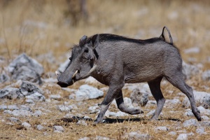 Phacochoerus africanus (Phacochère)