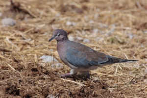 Streptopelia senegalensis (Tourterelle maillée)