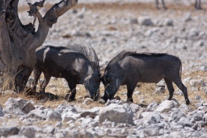 Phacochoerus africanus (Phacochère)