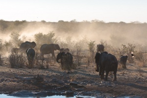 Loxodonta africana (Eléphant de savane d'Afrique)