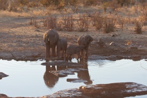 Loxodonta africana (Eléphant de savane d'Afrique)