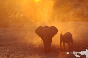 Loxodonta africana (Eléphant de savane d'Afrique)