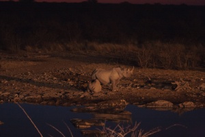 Diceros bicornis (Rhinocéros noir)