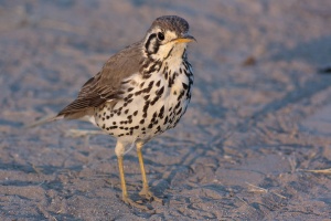 Psophocichla litsitsirupa (Merle litsitsirupa)