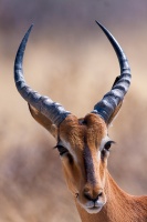 Aepyceros melampus (Impala)