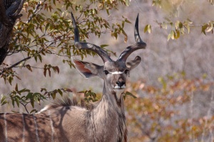 Tragelaphus strepsiceros (Grand koudou)