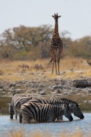 Equus quagga (Zèbre de plaine), Giraffa camelopardalis (Girafe)