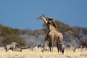 Giraffa camelopardalis (Girafe)