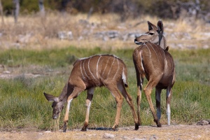 Tragelaphus strepsiceros (Grand koudou)