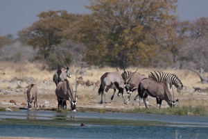 Oryx gazella (Gemsbok)