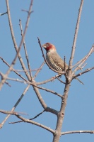 Amadina erythrocephala (Amadine à tête rouge)