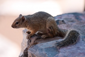 Paraxerus cepapi (Ecureuil de Smith)