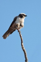 Eurocephalus anguitimens (Eurocéphale à couronne blanche)