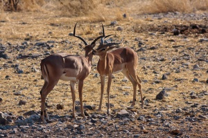 Aepyceros melampus (Impala)