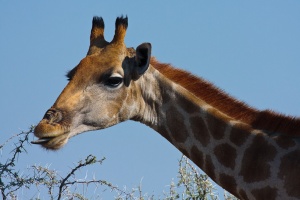 Giraffa camelopardalis (Girafe)