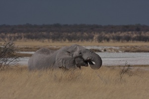 Loxodonta africana (Eléphant de savane d'Afrique)