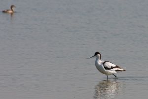 Recurvirostra avosetta (Avocette)