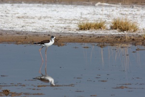 Himantopus himantopus (Echasse blanche)