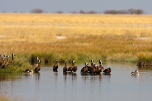 Dendrocygna viduata (Dendrocygne veuf)