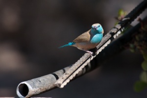 Uraeginthus angolensis (Cordonbleu de l'Angola)